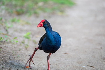 pukeko bird walking, looking at camera