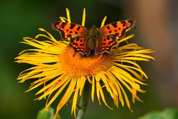 The Queen of Spain fritillary butterfly (Issoria lathonia)