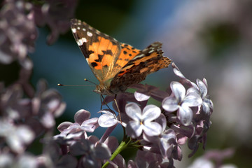 Spring, lilacs and butterflies / Ankara / Turkey