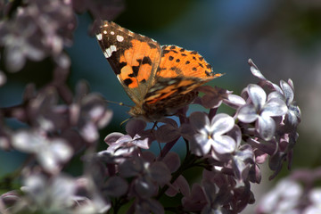 Spring, lilacs and butterflies / Ankara / Turkey