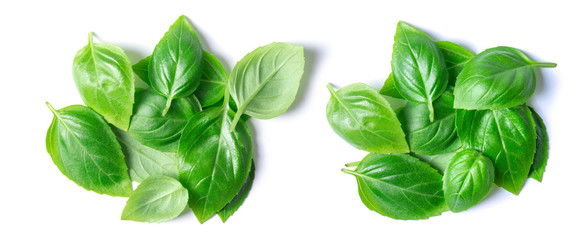 basil herb leaves