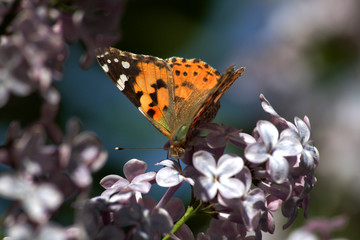 Spring, lilacs and butterflies / Ankara / Turkey