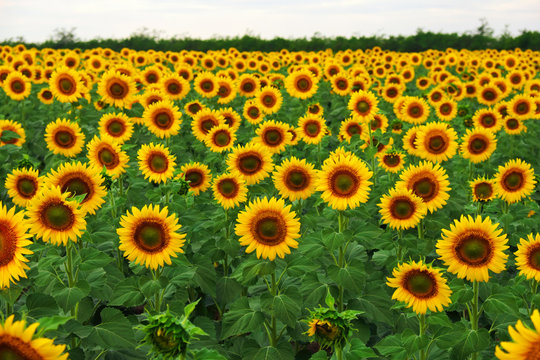 Sunflower field in summer. Beautifull background