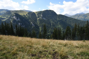 Line of pine trees in the horizon with mountains in the far background.