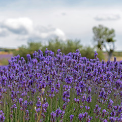 Naklejka premium Natural floral background with close-up of Lavender flower field, vivid purple aromatic wildflowers in nature