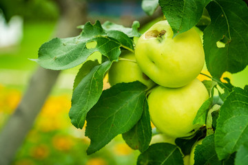 Bunch of green apples on a branch