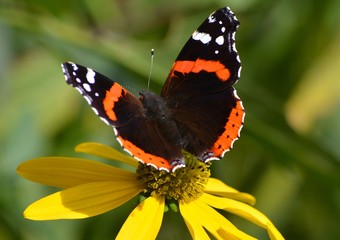 Vanessa atalanta butterfly 