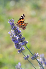 La Vanessa Cardui, bella farfalla colorata, sul fiore della lavanda.