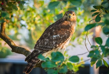 Red Tail Hawk