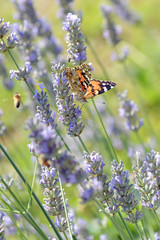 La Vanessa Cardui, bella farfalla colorata, sul fiore della lavanda.