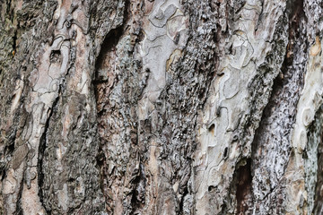 tree bark texture high quality  background