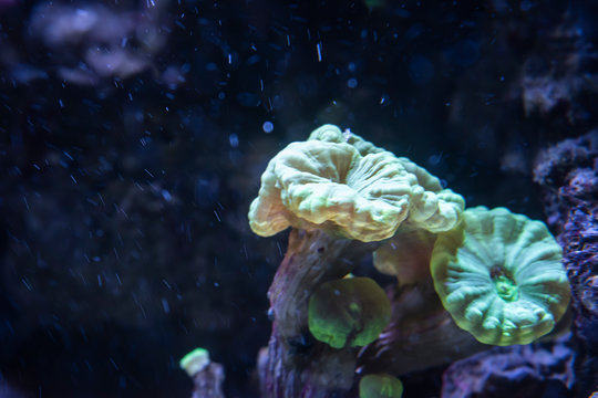 The Trumpet Coral.