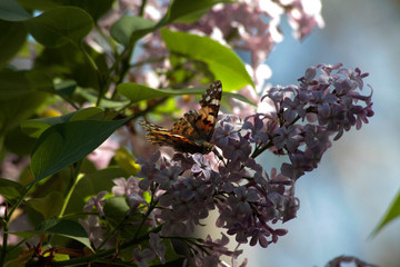 Spring, lilacs and colorful butterflies in my garden / Ankara / Turkey
