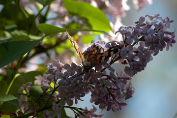 Spring, lilacs and colorful butterflies in my garden / Ankara / Turkey