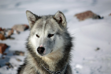 Grönlandhund