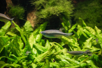Fish inside an aquarium.