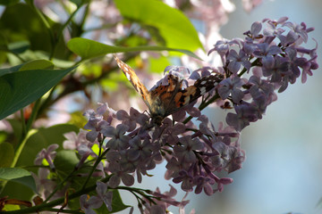 Spring, lilacs and colorful butterflies in my garden / Ankara / Turkey