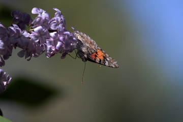 Spring, lilacs and colorful butterflies in my garden / Ankara / Turkey