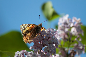 Spring, lilacs and colorful butterflies in my garden / Ankara / Turkey