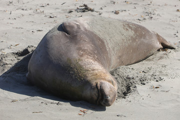 Elephant seal