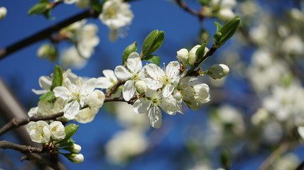 Zwetschkenbl&uuml;te
