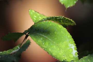 Stinging nettle leaves and water droplets