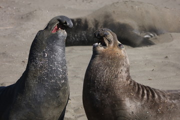 Elephant seal