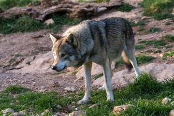 Close up portrait of a grey wolf