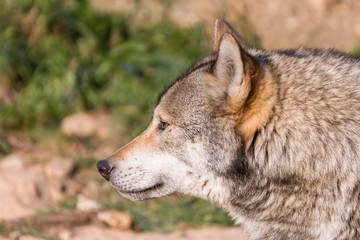 Naklejka na ściany i meble Close up portrait of a grey wolf