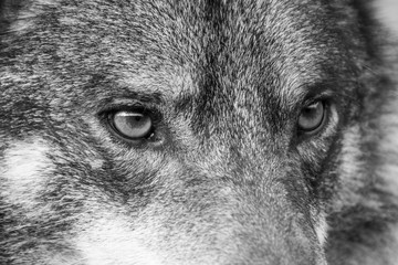 Close up portrait of a grey wolf