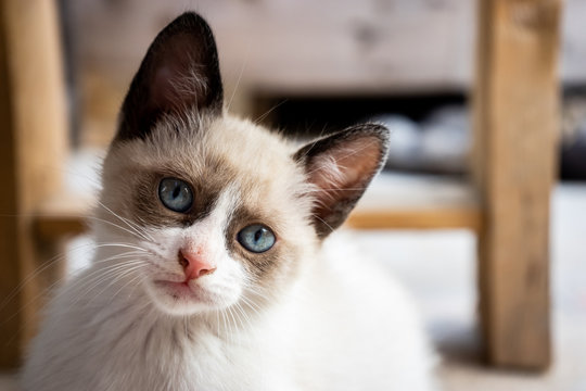 Gatitos