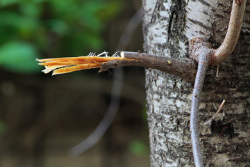 Spring, a broken tree branch, green leaves and revived nature.
