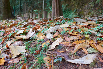 Abstracción natural