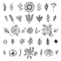 Collection of Hand Drawn Floral Elements. Vector Leaves, Flowers and Herbs