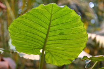 Close to a thick juicy leaf of an exotic plant in a greenhouse