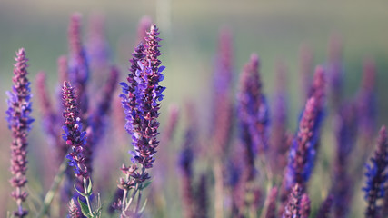 Lavender at sunset, field of purple flowers