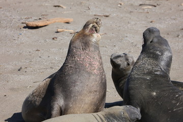 Fototapeta premium Elephant seal