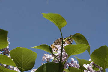 Spring, lilacs and colorful butterflies in my garden / Ankara / Turkey