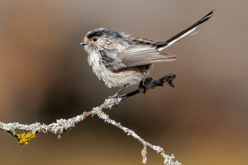 Long-tailed Tit, (Aegithalos caudatus), single bird on branch on a blurred background