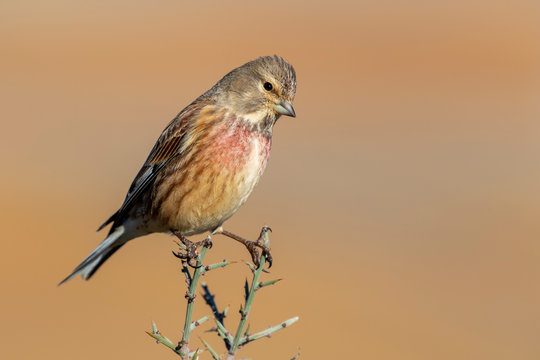 Common linnet male (carduelis cannabina) perched on a twig against a blurred natural background. Spain