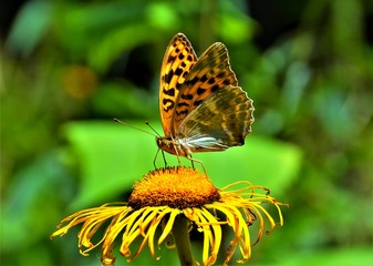 The Queen of Spain fritillary butterfly (Issoria lathonia)