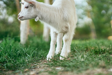 goat on a pasture