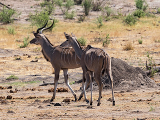 Greater Kudu in Khaudum National Park Namibia