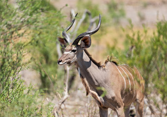 Naklejka na ściany i meble Greater Kudu in Khaudum National Park Namibia