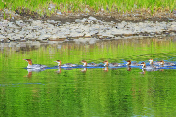 Female red-breasted merganser with ducklings in Yellowstone National Park, Wyoming