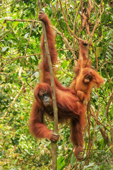 Female Sumatran orangutan with a baby hanging in the trees, Gunung Leuser National Park, Sumatra, Indonesia