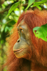 Portrait of a female Sumatran orangutan in Gunung Leuser National Park, Sumatra, Indonesia © donyanedomam