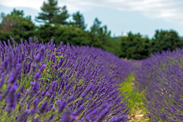 Naklejka na ściany i meble Natural floral background with close-up of Lavender flower field, vivid purple aromatic wildflowers in nature