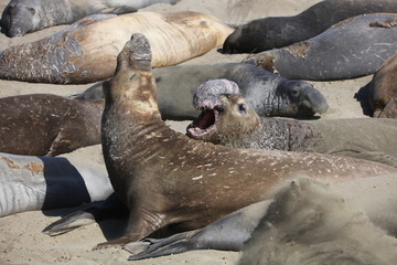 Elephant seal