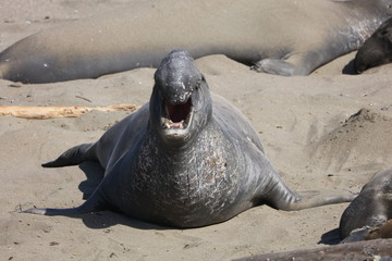 Elephant seal